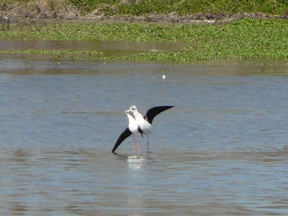 Avifauna humor